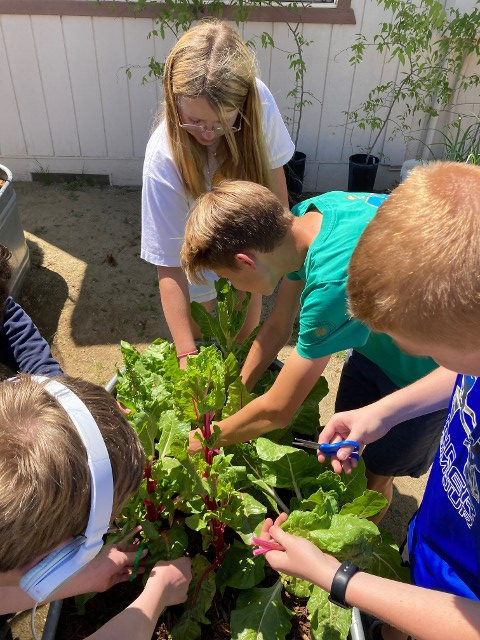Shirley Rominger students planting vegetables